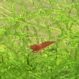 Lot De 10 Crevettes Red Sakura Rouge Neocaridina
