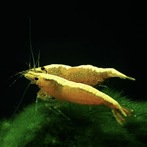 Lot De 10 Crevettes Yellow Neocaridina