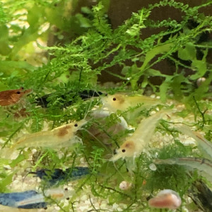 Lot De 10 Crevettes Déclassées Neocaridina