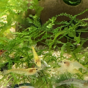 Lot De 10 Crevettes Déclassées Neocaridina