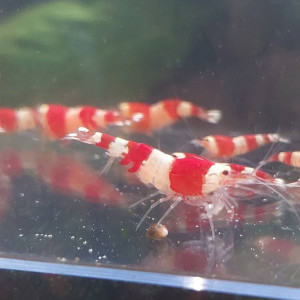 Caridina Crystal Red (CRS) lot de 12 + 2 (sur sol neutre et/ou sol technique)