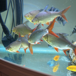 Barbus Schwanenfeldi Lot de 7