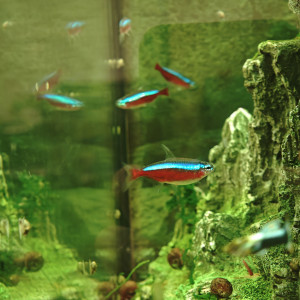 Vente/échange de cardinalis