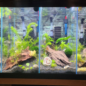 Aquarium a compartiments pour crevettes