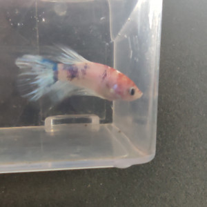 Betta 3