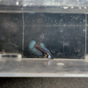 Betta 6