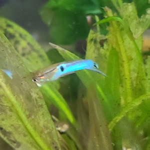 Guppy bleu de Rorota