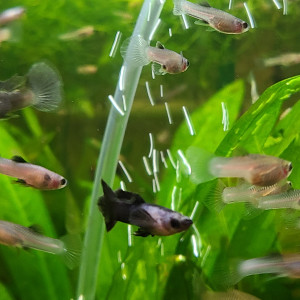 Guppy endler Panda.
