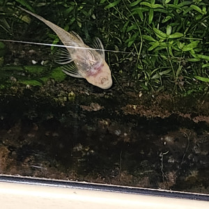 Trio d'Ancistrus Albinos Gold (Jaune/Orangé)