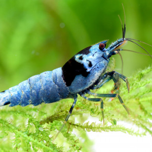 Shadow/mosura blue medium