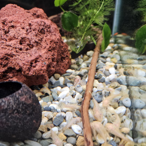 Vends Ancistrus Gold (dolichopterus