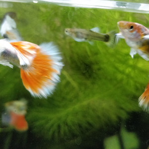 Guppys sélection dumbo Santa Claus