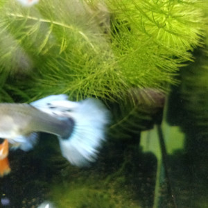 Guppys sélection dumbo Santa Claus