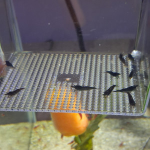 Crevette neocaridina black sakura