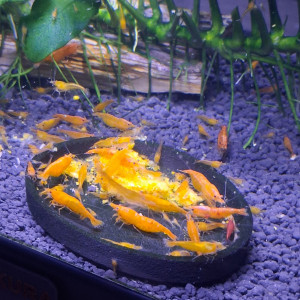 Crevette neocaridina orange fire