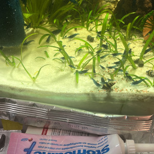 Neocaridina blue velvet