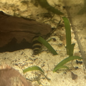 🐌 Vends escargots Anentome helena (escargots tueurs)