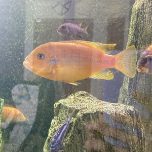 Mâles maylandia lombardoi