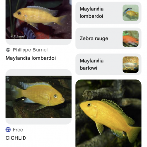 Mâles maylandia lombardoi