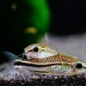 Échange / Achat – Corydoras pygmaeus (x8) & Tétras amande (x10) – Groupe uniquement