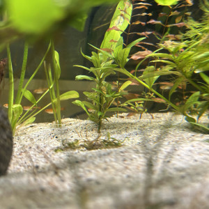 Échange / Achat – Tétras amande (x10) – Groupe uniquement