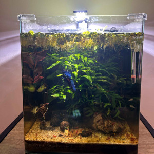 Nanocube Dennerle 30l coins arrondis