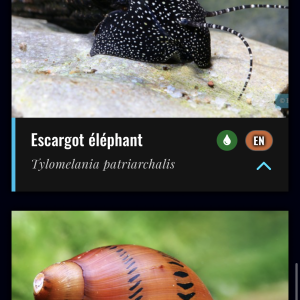 Recherche tout type d’escargots