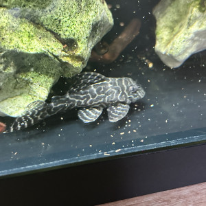 Hypancistrus l066 sp King Tiger