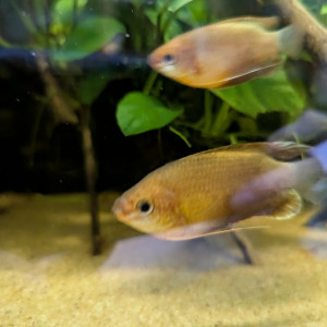 Don 5 colisas labiosas "sunset"