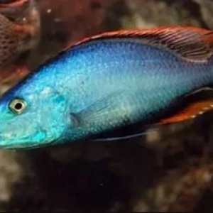 lot de Cichlides du malawi