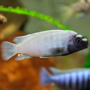 lot de Cichlides du malawi