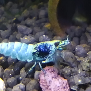 Caridina Cantonensis Blue Bolt
