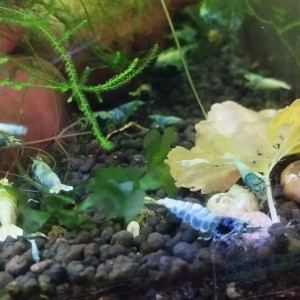 Caridina Cantonensis Blue Bolt