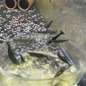 Magnifiques Crevettes Neocaridina "Green Jade"