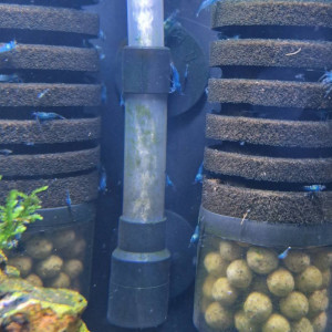 Neocaridinas davidi ( blue velvet)