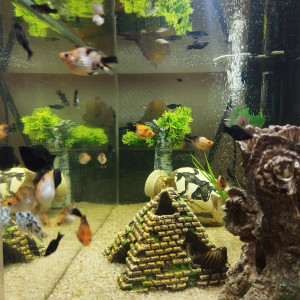 Donne jeunes poissons Mollys