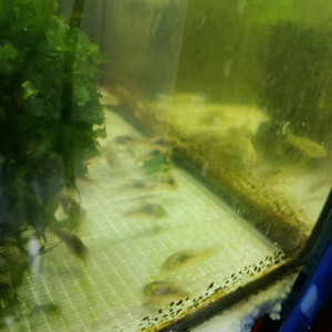 Scalaire doré corydoras paleatus albinos et schultzei
