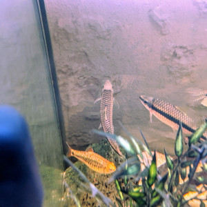 Don / Échange — 2 Crossocheilus adultes (mangeurs d’algues)