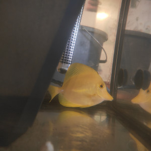 Zebrasoma flavesence