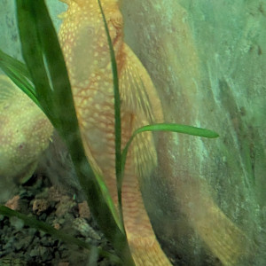 Ancistrus, golf de mâle