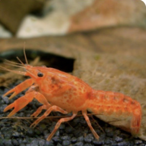 CPO (cambarellus Patzcuarensis) var. orange