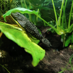 Donne Ancistrus juvéniles et un couple adulte