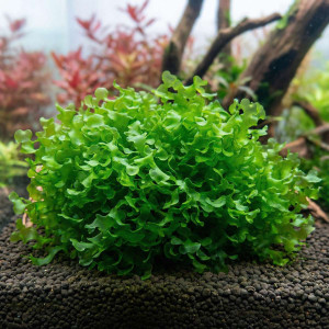 Lot de plantes pour nano aquarium