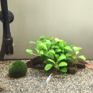 Petits poissons molly a donner