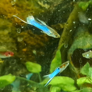 Guppys mâles et femelles adultes