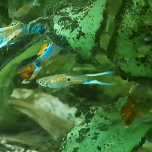 Guppys mâles et femelles adultes