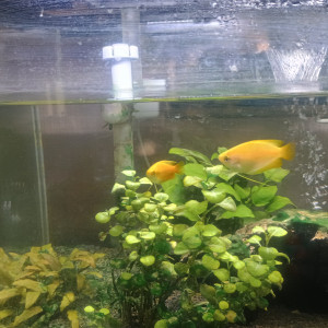 Donne 2 Gourami miel (colisa chuna)