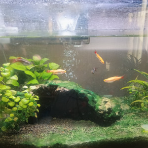 Donne Tanychtis micagemmae