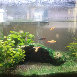 Donne Tanychtis micagemmae