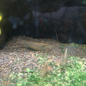 Donne crevettes amano